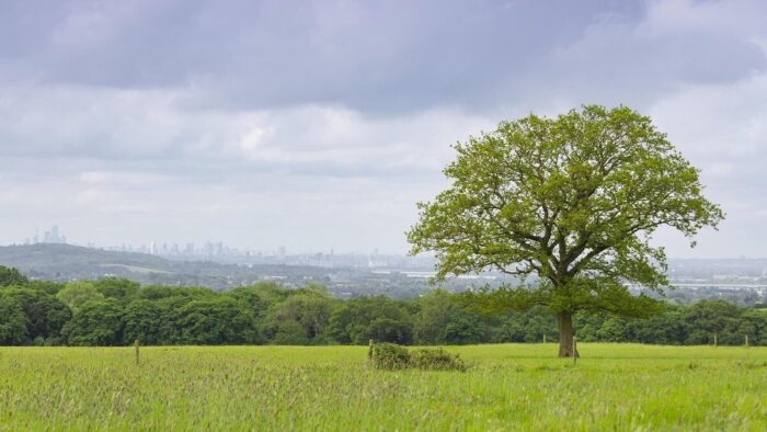 Harold s Park Wildland with City of London skyline small